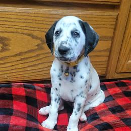 Archer (LUA) - White and black male Dalmatian puppy in Grant, Michigan from Savannah Woltanski