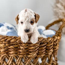 Blessing - Parti male Goldendoodle puppy in Russell Springs, Kentucky from Milk & Honey Doodles