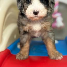 Ellie - Tri-color female Bernedoodle puppy in Yuciapa, California from AlltheDoodlez_