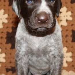 German Shorthaired Pointer Puppies from GLC Pointers