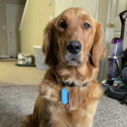 Golden Retrievers from It’s A Golden Life