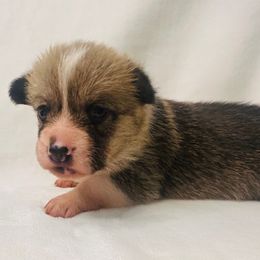 Red female 900 - Red and white female American Corgi puppy in Scottown, Ohio from Wyndy Ridge Corgis