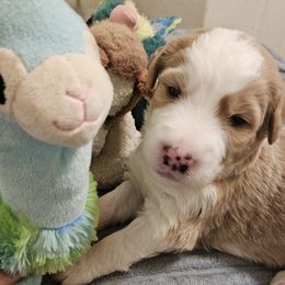 Boy 4 - male Bernedoodle puppy in Henderson, Colorado from Huggable Bernedoodles of Colorado LLC