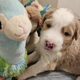 Boy 4 - male Bernedoodle puppy in Henderson, Colorado from Huggable Bernedoodles of Colorado LLC