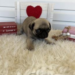 Michael - Fawn male Pug puppy in Yellville, Arkansas from Ozark Mountain Doodles & Pugs