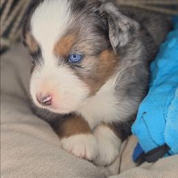 Cooper - Blue merle male Miniature Australian Shepherd puppy in Lincoln, California from Elegant Aussies