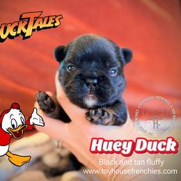 Ducktails Huey Duck, fluffy - Black and tan male French Bulldog puppy in Salem, Oregon from Toy House Frenchies