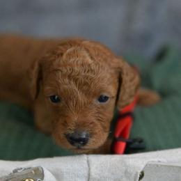 Gilbert - Red  male Poodle puppy in Bauxite, Arkansas from Mountain Ridge Poodles