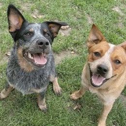 Australian Cattle Dogs from Cattle Dog Kennels