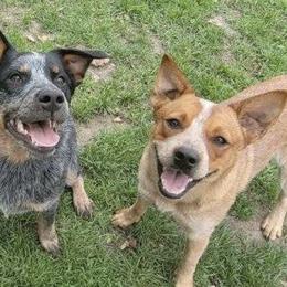 Australian Cattle Dogs from Cattle Dog Kennels