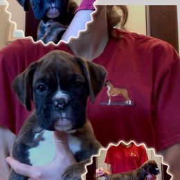 Nasdeq - Brindle female Boxer puppy in Hutchinson, Kansas from 4Ever Boxer’s