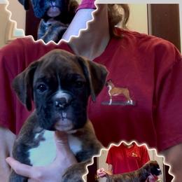Nasdeq - Brindle female Boxer puppy in Hutchinson, Kansas from 4Ever Boxer’s