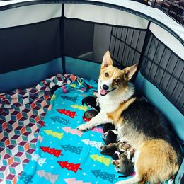 Joy - Pembroke Welsh Corgi