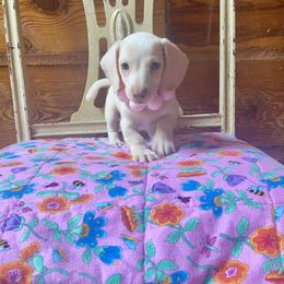 Pepper - Cream male Dachshund puppy in Williamsburg, Kentucky from Whispering Pine Dachshunds & Pomeranians