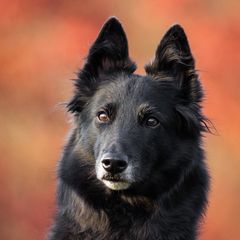 Belgian Sheepdogs from Cognito Belgians