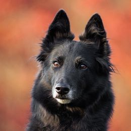 Belgian Sheepdogs from Cognito Belgians