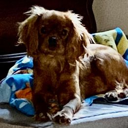 Kip - Cavalier King Charles Spaniel