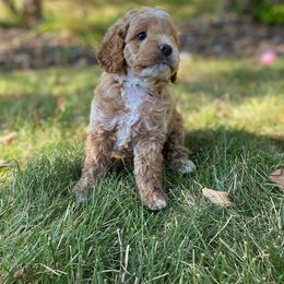 Cockapoo Puppies from Maple’s Cockapoo Puppies