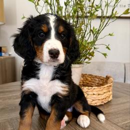 Kitty Wells - Tri-color female Bernedoodle puppy in Draper, Utah from Salt City Farm