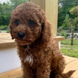 Carson - Red male Cavapoo puppy in Bozrah, Connecticut from Cedar Creek Farm