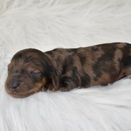 Shaded Cream dapple - Dapple male Dachshund puppy in Seminary, Mississippi from Down South Mavericks Dachshunds