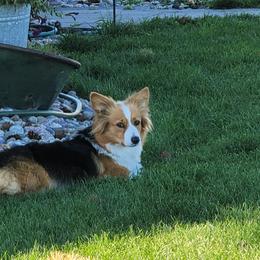 Pembroke Welsh Corgi Puppies from Top-Notch Paws