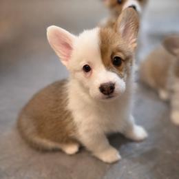 Sweet Potato - Red female Pembroke Welsh Corgi puppy in Colbert, Washington from Siclair Crowns Corgis