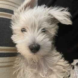 Miniature Schnauzer Puppies from Sue’s Miniature Schnauzers