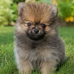 Sprout - Orange sable male Pomeranian puppy in Buck Valley, Pennsylvania from Buck Valley Pomeranians