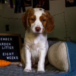 Boy 2 - White and orange Brittany puppy in Northbrook, Illinois from Endellion Brittany’s