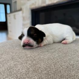 Boggart - Red sable male Havanese puppy in South Jordan, Utah from Lady Paws Puppies - Cassie