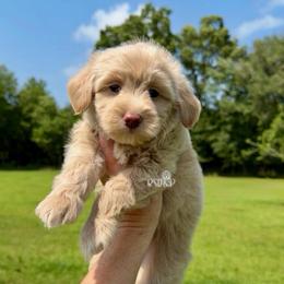 Biscuit - Cream male Assorted Doodle Crosses puppy in Lake Charles, Louisiana from Brandi’s Southern Doodles & Poodles, LLC