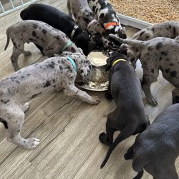 Great Dane Puppies from Skye Blue Dane Farm