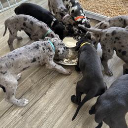 Great Dane Puppies from Skye Blue Dane Farm