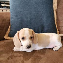 C.J. - Dachshund puppy from Lazy K&M Dachshunds