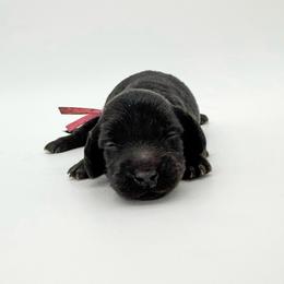 Blossom (AKC solid black) - Black female Dachshund puppy in Waddell, Arizona from Neu Doxies