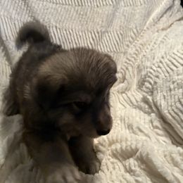 Green Boy - Sable German Shepherd puppy in Depauville, New York from Davis Farm
