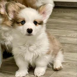 Mismark with 1 blue eye Fluffy boy 2 Triple Clear - Sable male Pembroke Welsh Corgi puppy in Rochester, Indiana from Stacy’s Pembroke Welsh Corgis
