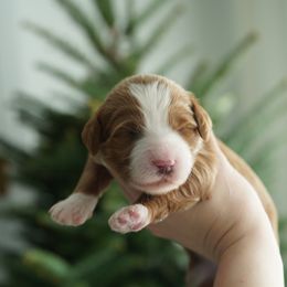 River - Red  female Goldendoodle puppy in Vancouver, Washington from Blissful Doodles