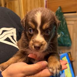 Mash - Red tri-color male Australian Shepherd puppy in Altmar, New York from E&C Australian Shepherds