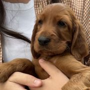 Irish Setters from Rocky Mountain Irish Setters