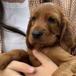 Irish Setters from Rocky Mountain Irish Setters