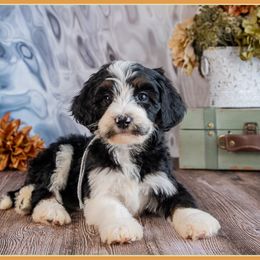 Bee - Phantom female Bernedoodle puppy in Connersville, Indiana from Deaz Doodle Ranch