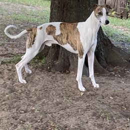 Whippet All Grown Up from Beloved Whippets