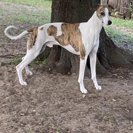 Whippet All Grown Up from Beloved Whippets