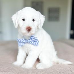 Prada - Parti male Goldendoodle puppy in Sterling, Illinois from Charley's Goldendoodles
