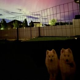 Samoyed All Grown Up from Marissa Wheeler