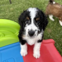 Bernedoodle Puppies from Glory Doodles