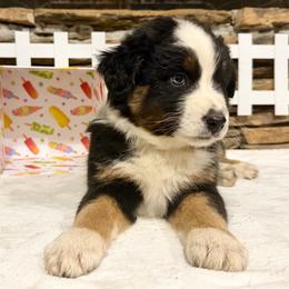 Vega - Black tri-color female Australian Shepherd puppy in Red Springs, North Carolina from Julia Rose Ranch