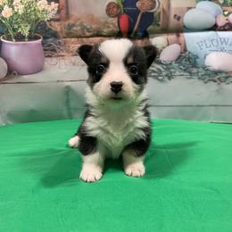 Dopey - Black and tan female Pembroke Welsh Corgi puppy in Barstow, California from Caldwell’s Corgis of Southern California